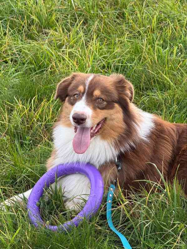 Bailey hledá domov - foto 3