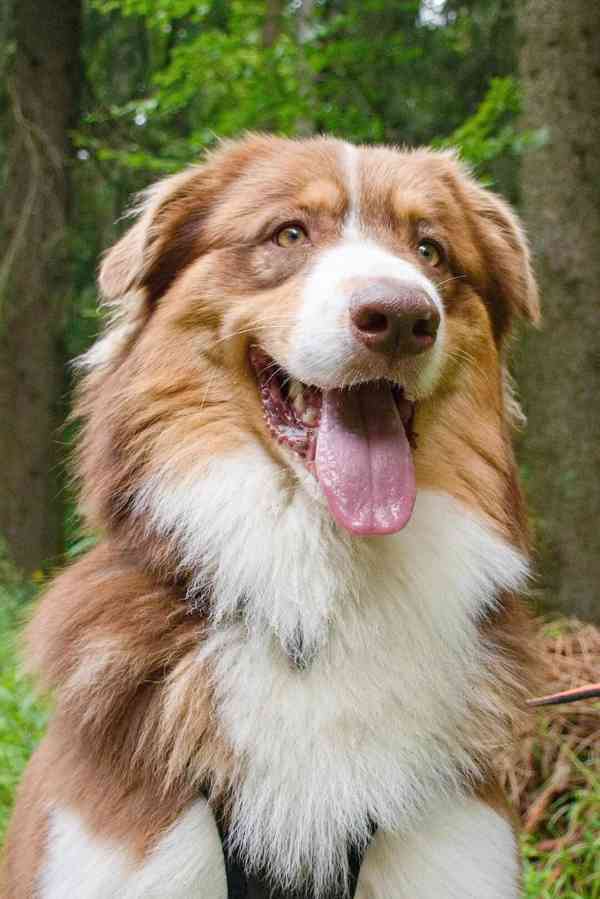 Bailey hledá domov - foto 6