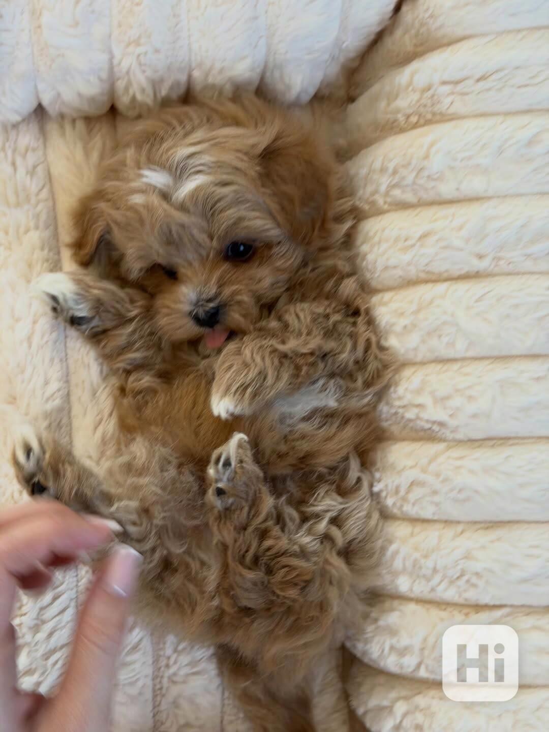 Roztomilé štěně k dispozici - foto 1