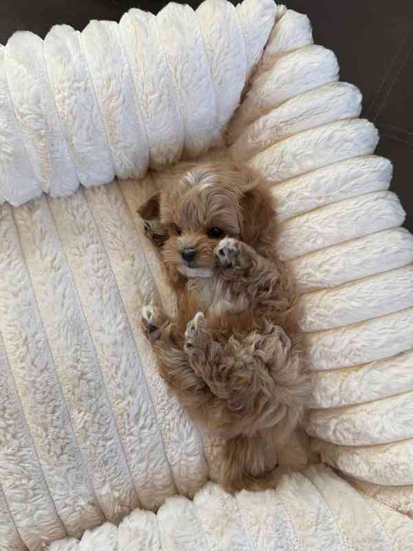 Roztomilé štěně k dispozici - foto 4