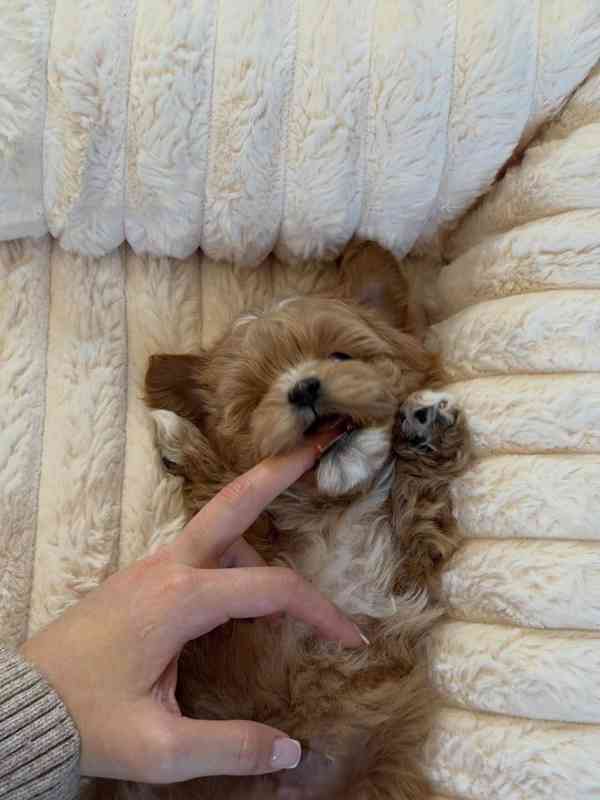 Roztomilé štěně k dispozici - foto 2