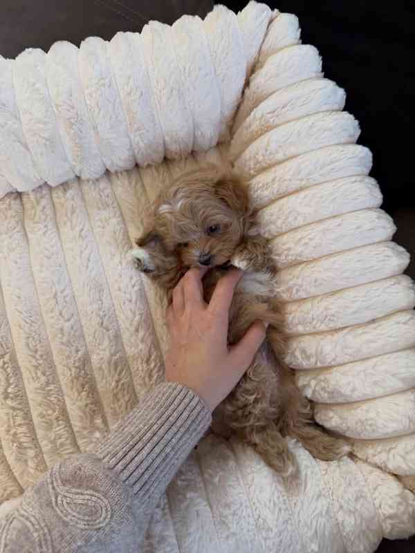 Roztomilé štěně k dispozici - foto 3