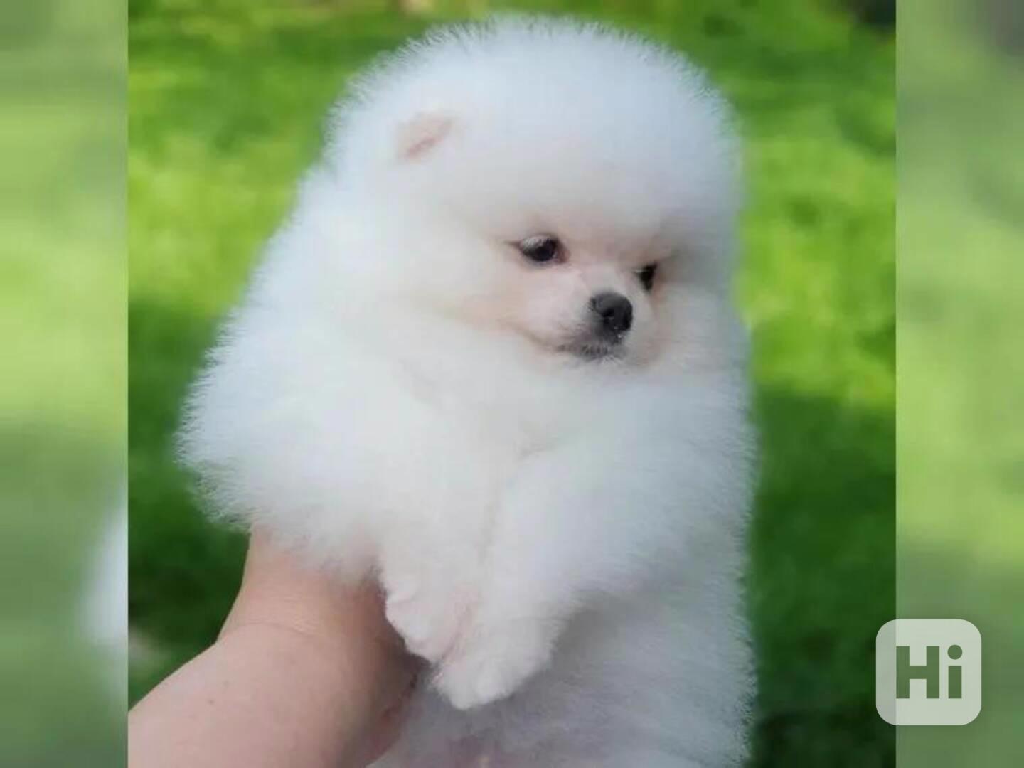 Čistokrevný pomeranian - foto 1