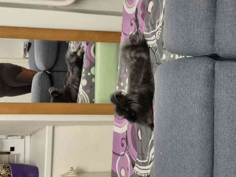 Králíček Teddy - foto 2