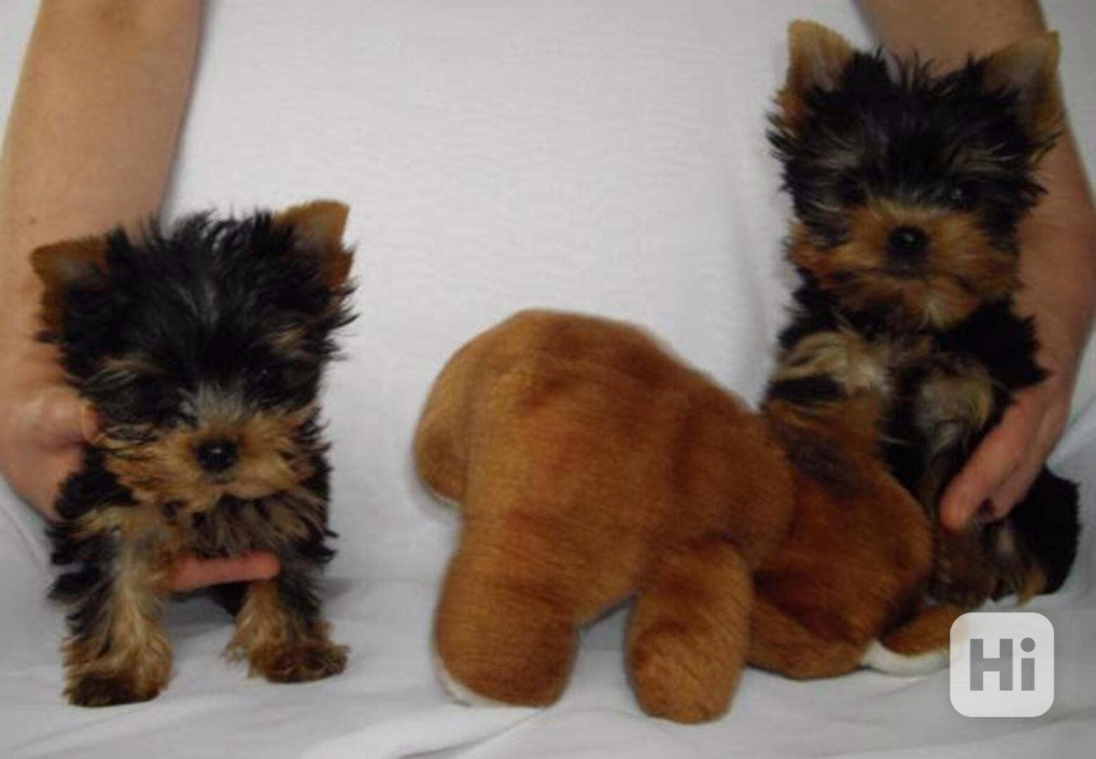 Registrovaná štěňata jorkšírského teriéra Zbývají 2 malí jor - foto 1