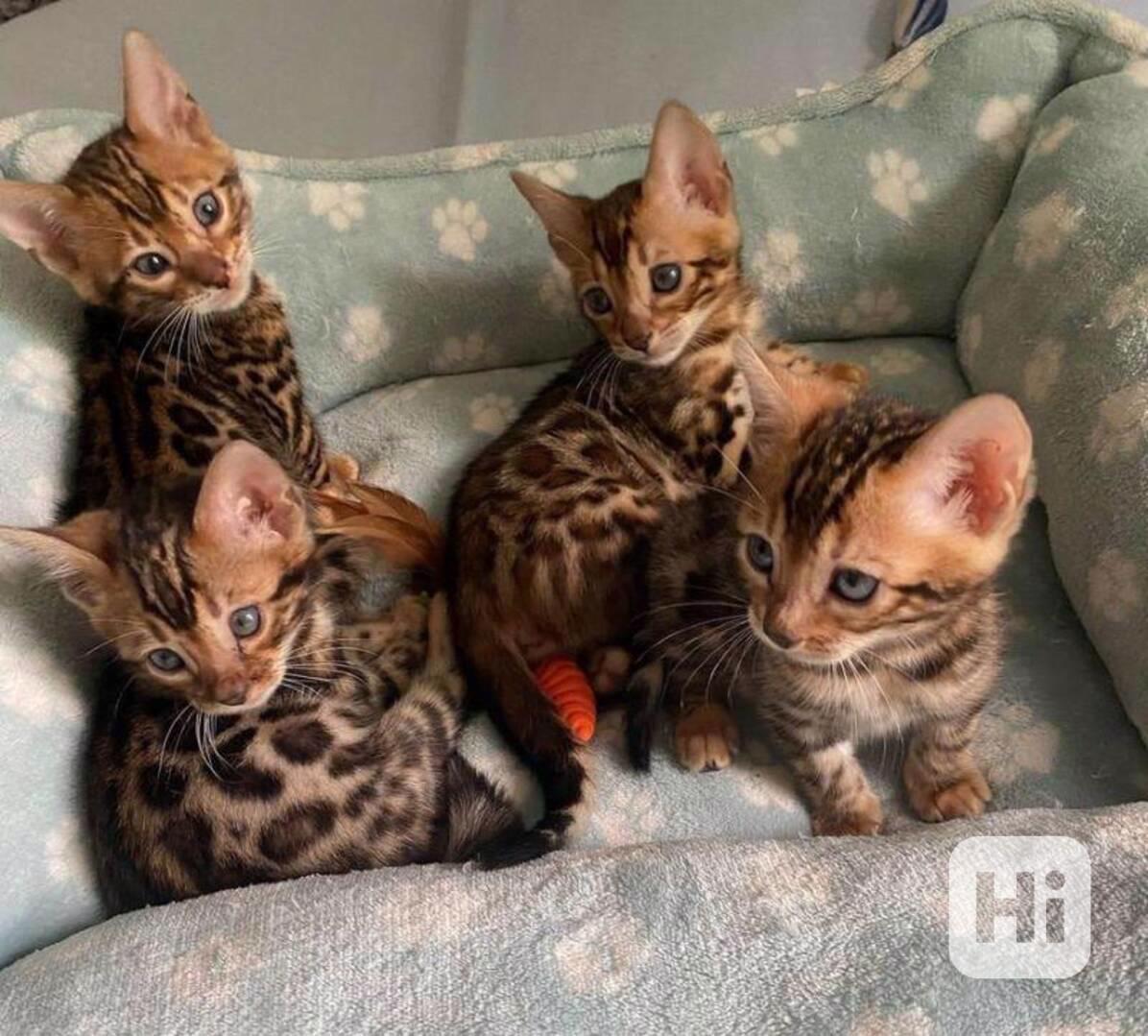 Krásné čistokrevné bengálské kočky hledají nový domov - foto 1
