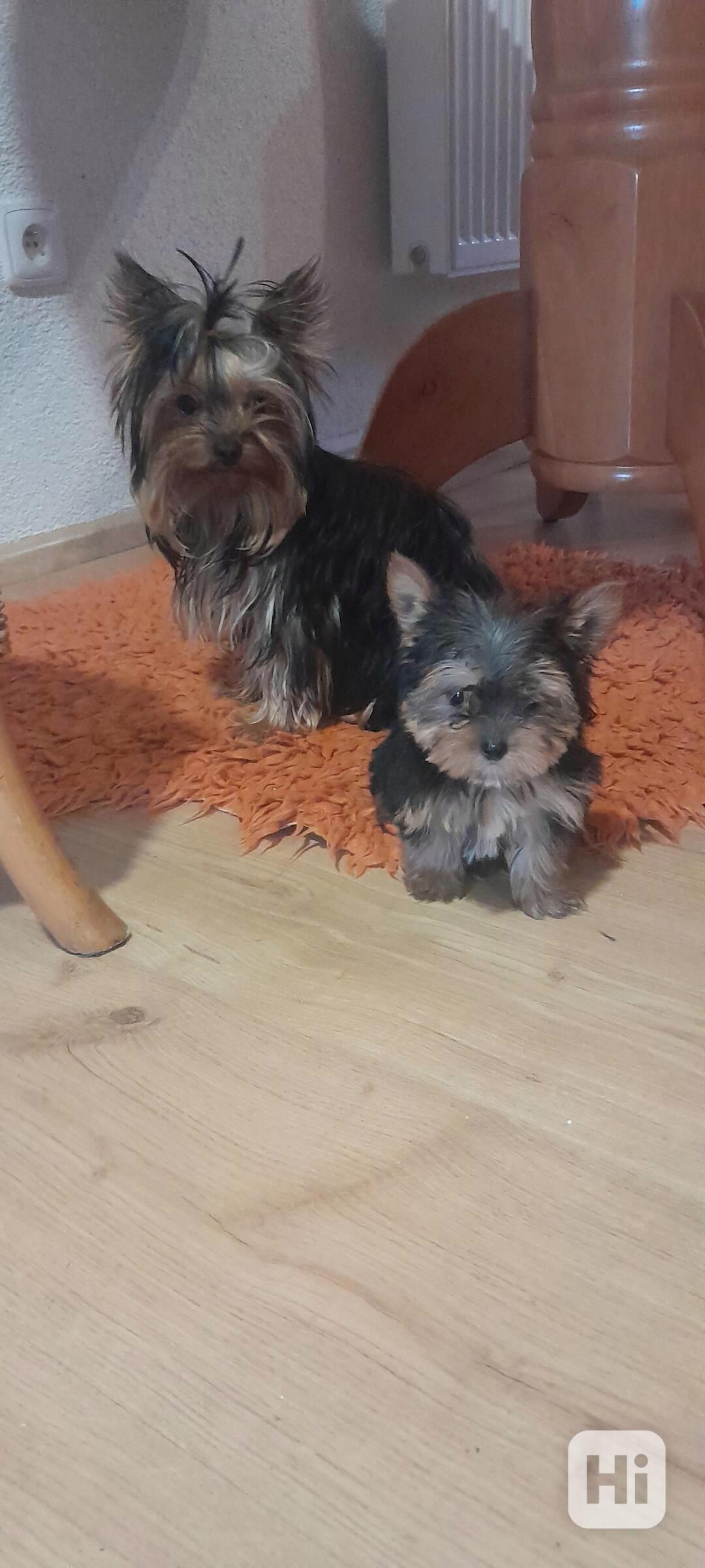 Jorkširský teriér,  - foto 1