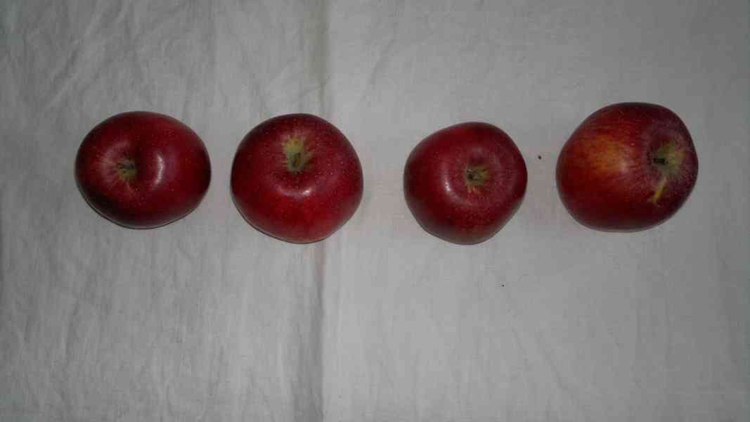 Prodám česaná jablka - foto 2