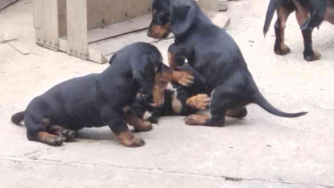 Nabízíme štěňátko, pejska hladkosrtstého jezevčíka  - foto 7