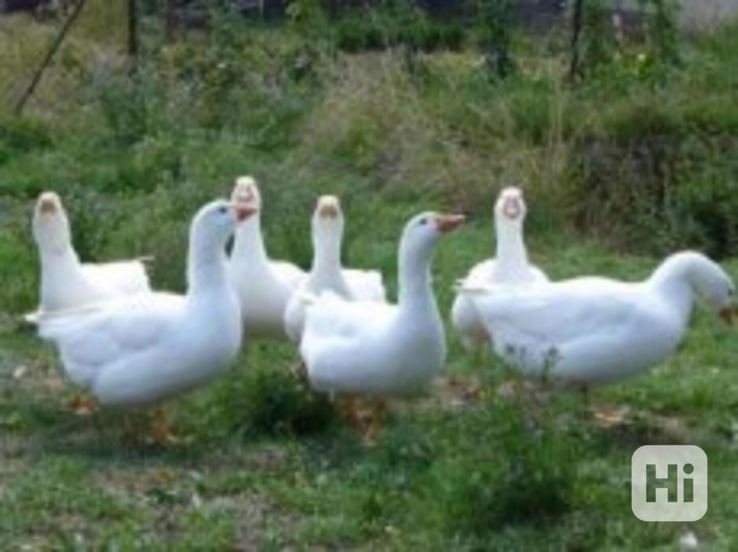 Prodej hus, krůt - foto 1