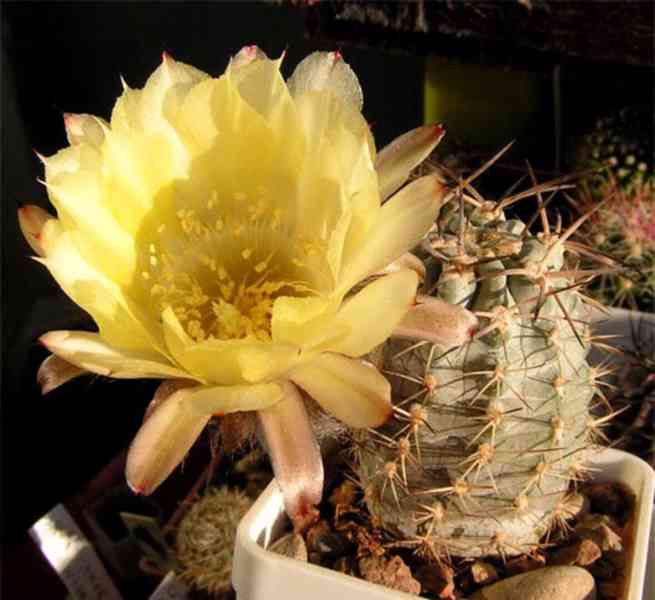 kaktus Acanthocalycium griseum  P 144 Punta Ballasto - foto 1