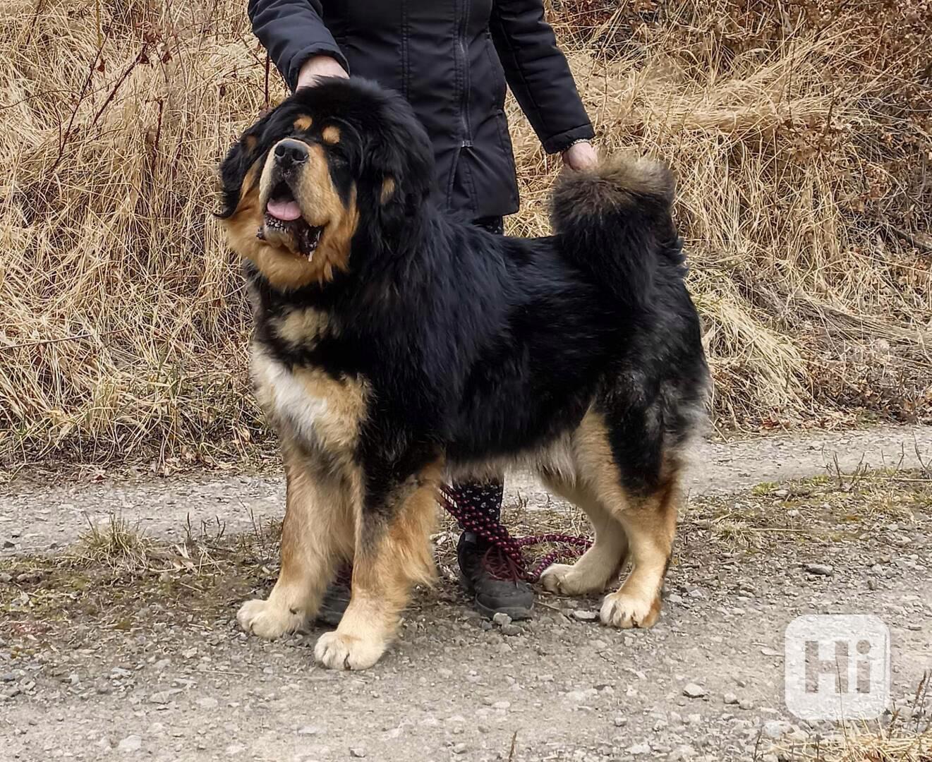 Tibetská doga štěňata s PP 2024-25 - foto 1