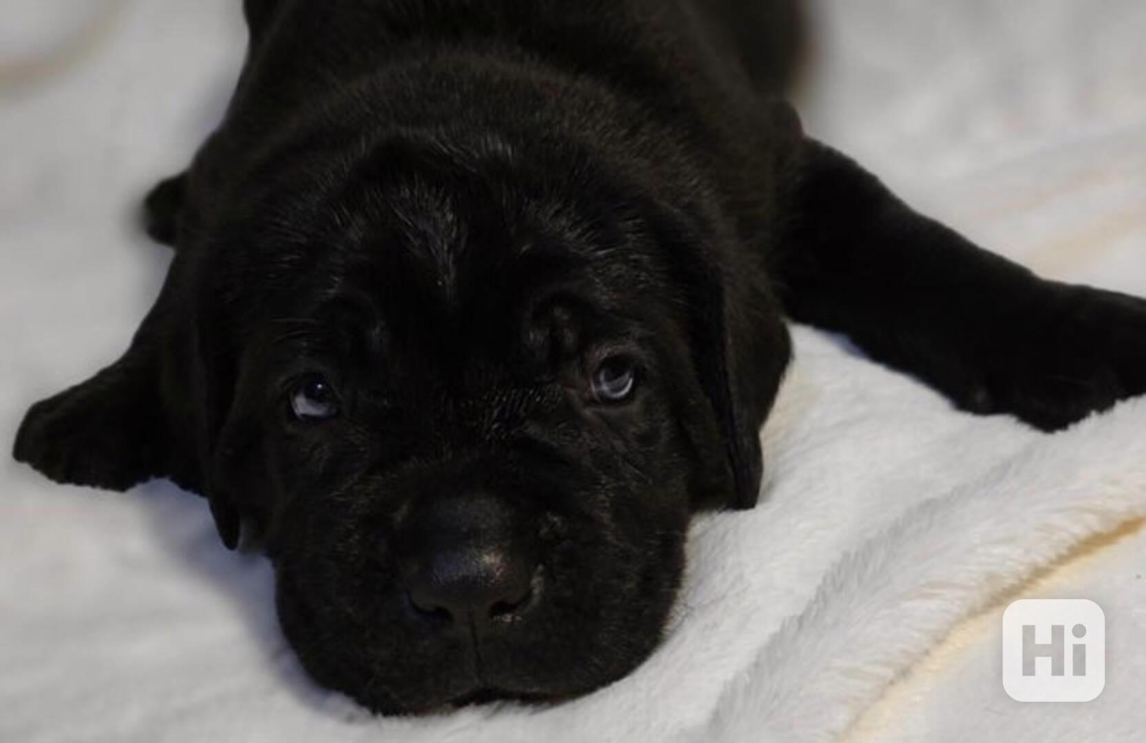 ⭐️Štěňata Cane Corso⭐️Čisté šampionské geny - foto 1