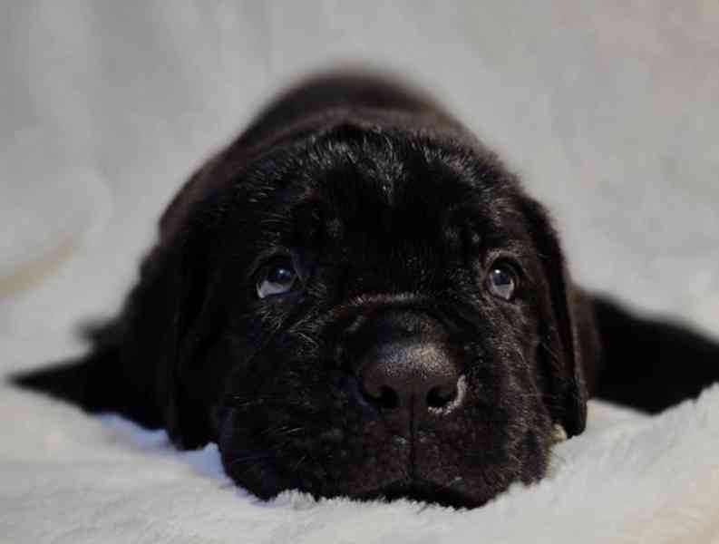 ⭐️Štěňata Cane Corso⭐️Čisté šampionské geny - foto 2