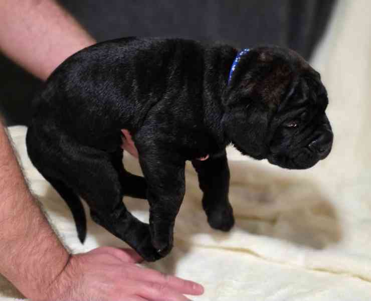 ⭐️Štěňata Cane Corso⭐️Čisté šampionské geny - foto 4