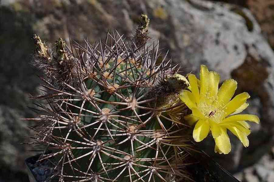 Kaktus Acanthocalycium brevispinum P 42 Rio Santa Maria - se