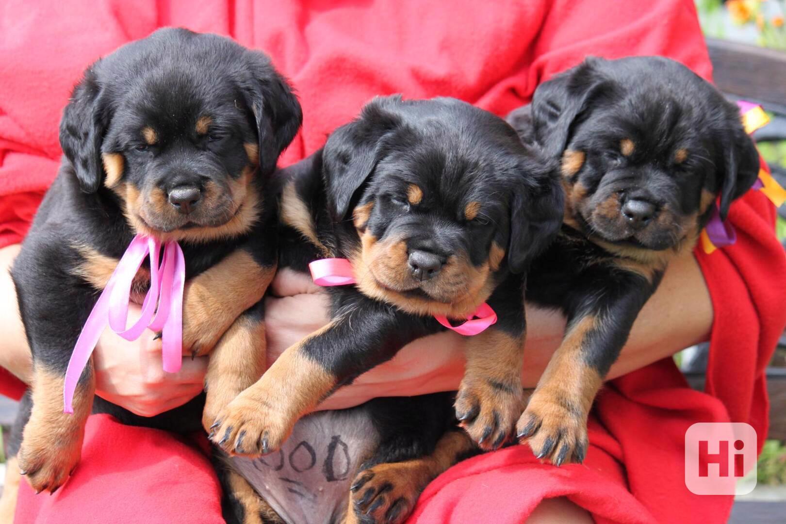 štěně rotvajlera - foto 1