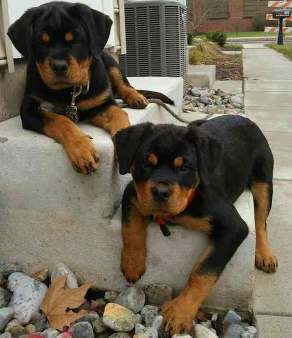 štěně rotvajlera - foto 5