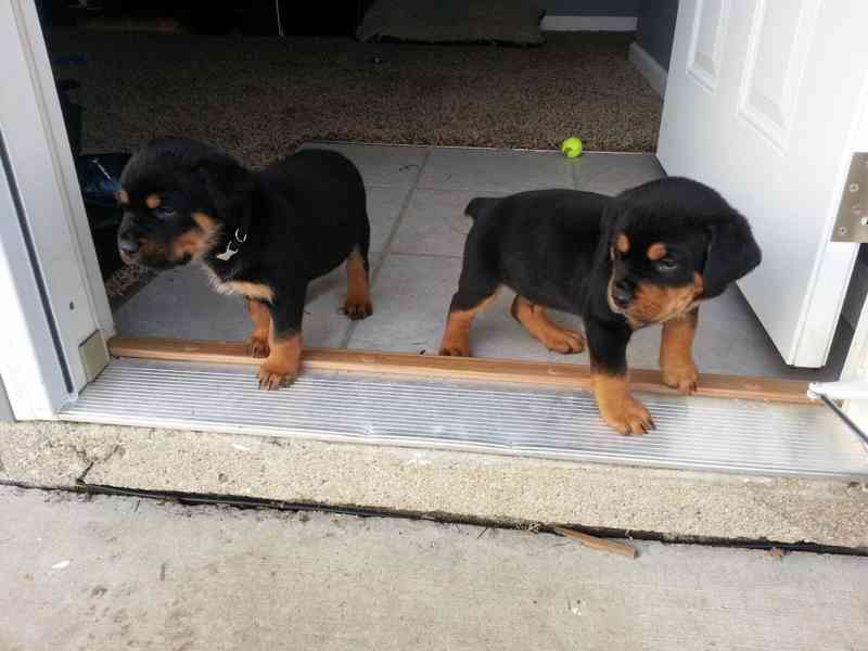 štěně rotvajlera - foto 3