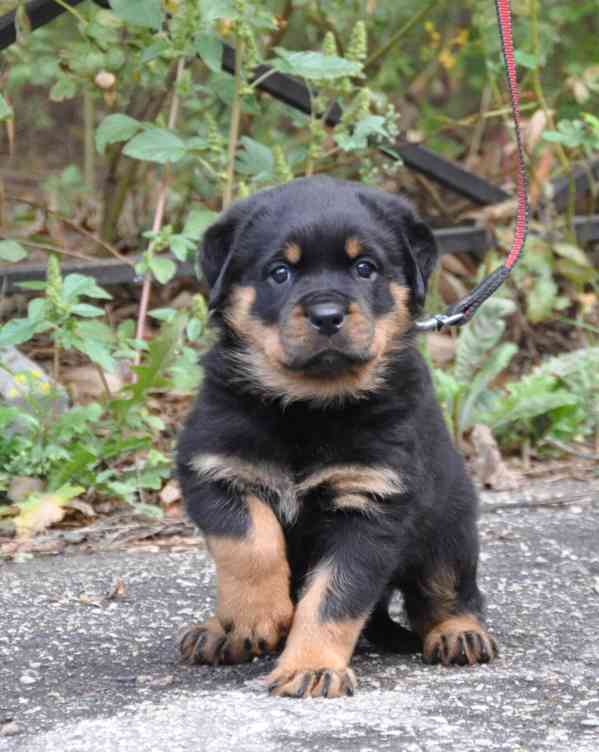štěně rotvajlera - foto 2