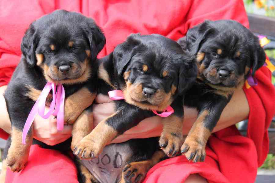 štěně rotvajlera - foto 1