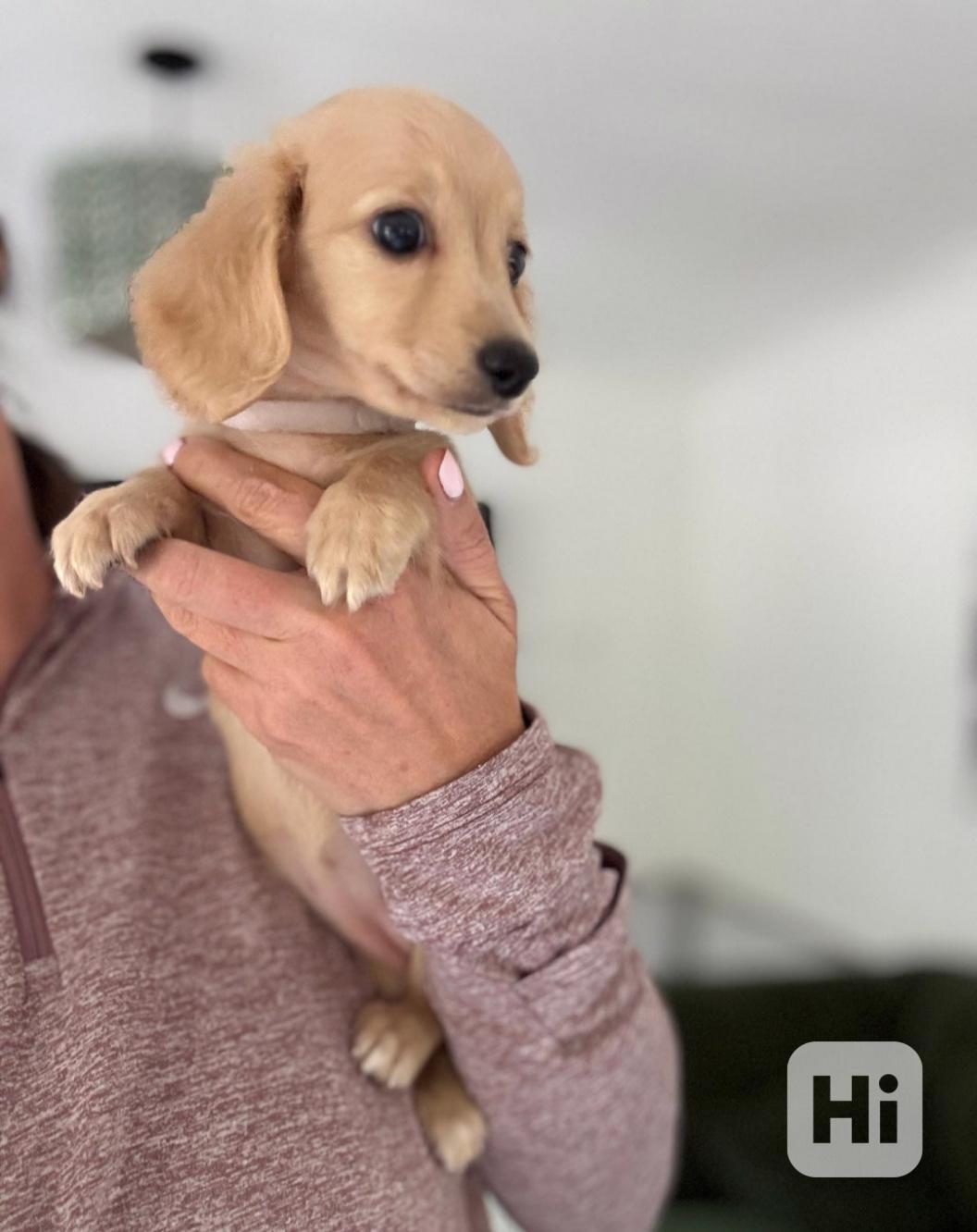 Miniaturní jezevčíci, pejsek a holčička krémová - foto 1