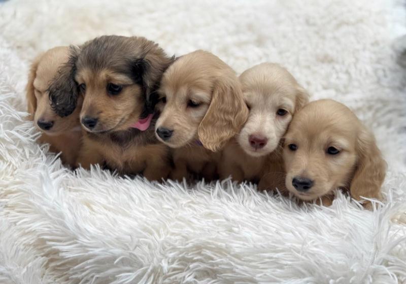 Miniaturní jezevčíci, pejsek a holčička krémová - foto 2