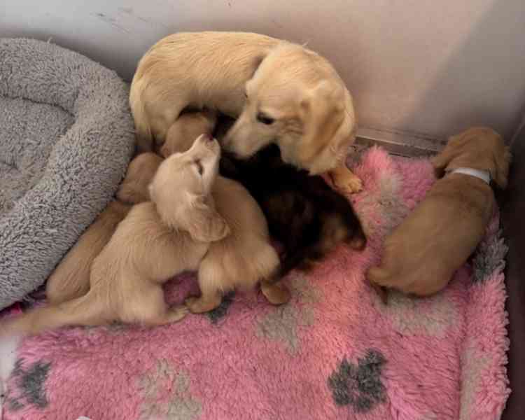 Miniaturní jezevčíci, pejsek a holčička krémová - foto 4