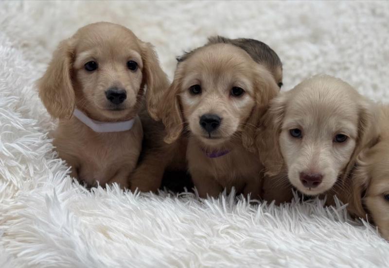 Miniaturní jezevčíci, pejsek a holčička krémová - foto 3