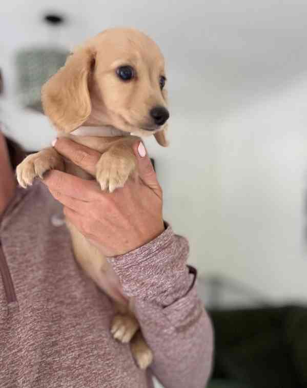 Miniaturní jezevčíci, pejsek a holčička krémová - foto 1