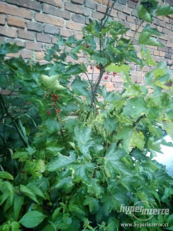 Nabízím rybíz, jablka, blumy, hrušky, švestky, - foto 2