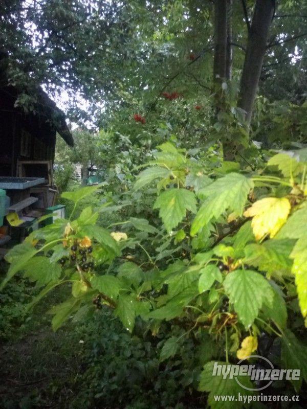 Nabízím rybíz, jablka, blumy, hrušky, švestky, - foto 3