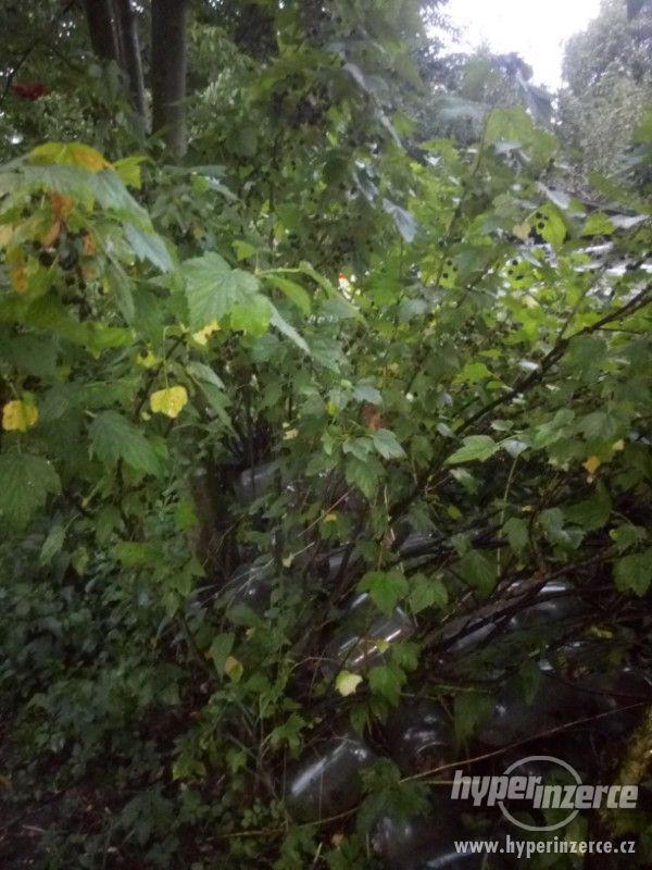 Nabízím rybíz, jablka, blumy, hrušky, švestky, - foto 4
