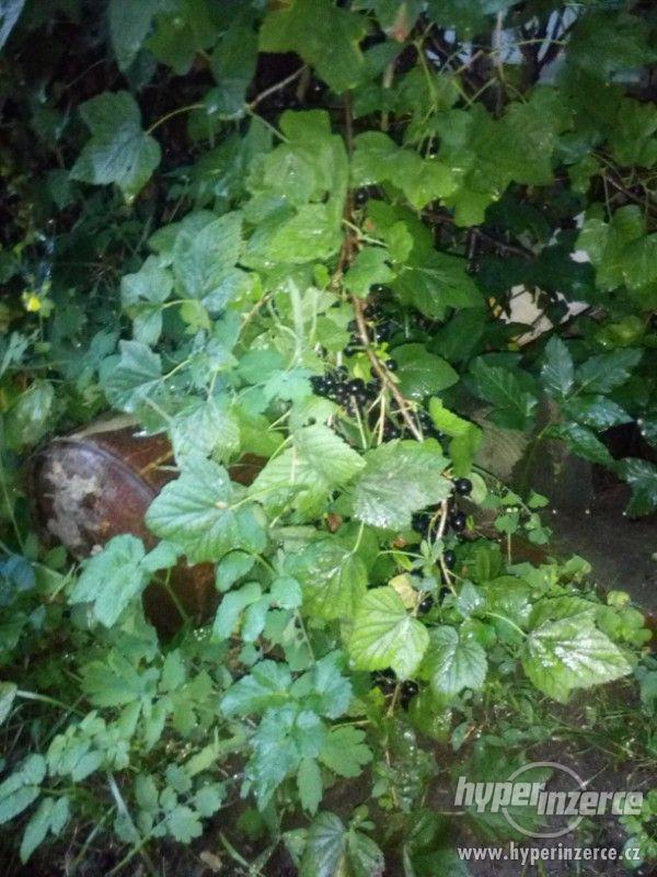 Nabízím rybíz, jablka, blumy, hrušky, švestky, - foto 6