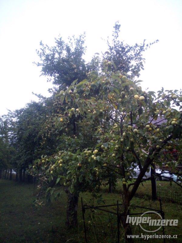 Nabízím rybíz, jablka, blumy, hrušky, švestky, - foto 7