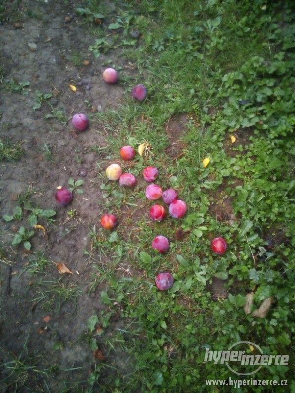 Nabízím rybíz, jablka, blumy, hrušky, švestky, - foto 10