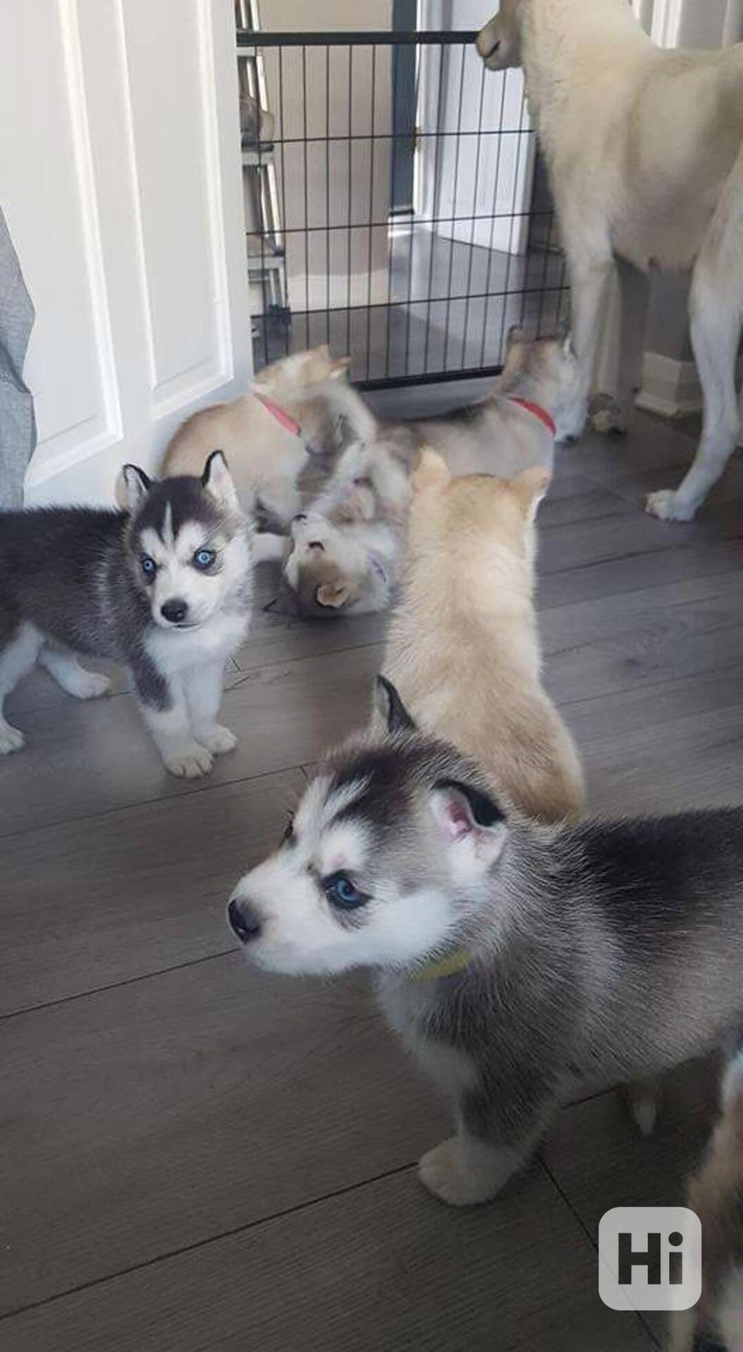 Štěňata sibiřského huskyho samci a samice k dispozici - foto 1