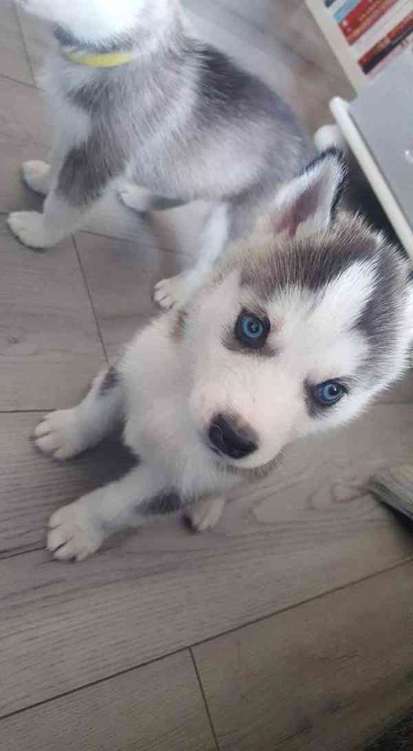 Štěňata sibiřského huskyho samci a samice k dispozici - foto 2