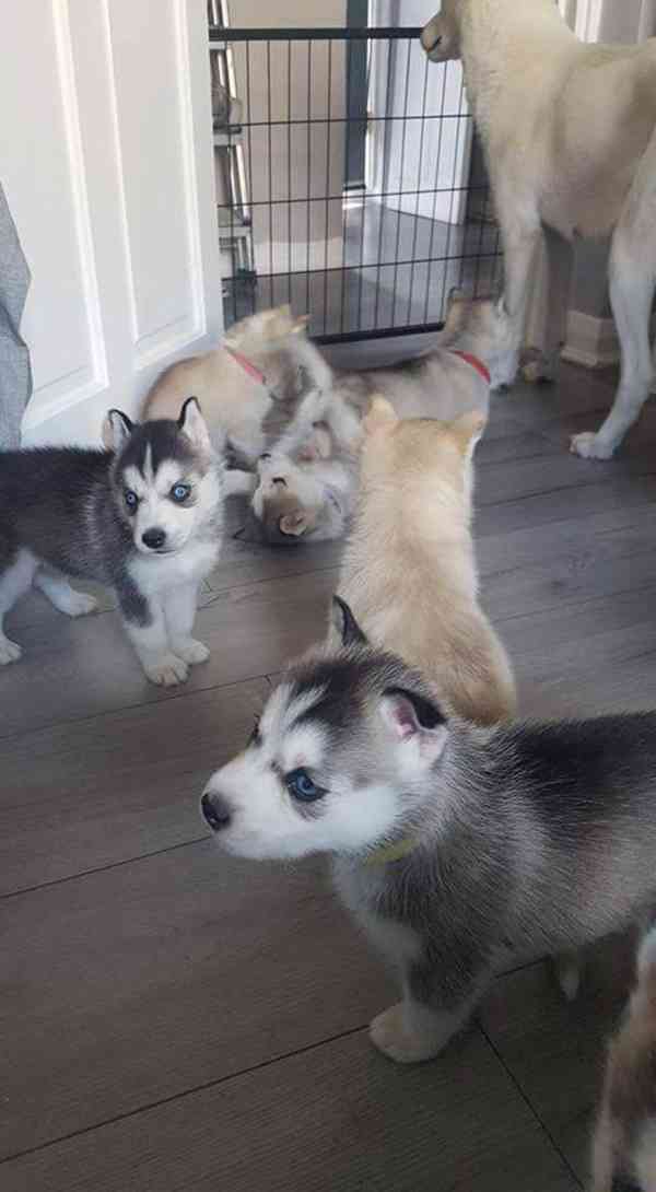 Štěňata sibiřského huskyho samci a samice k dispozici - foto 1