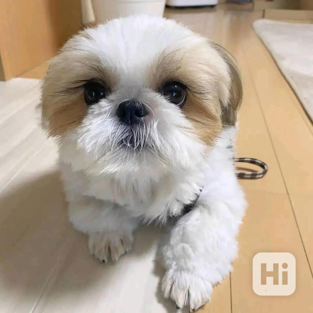 vypadající štěňata shihtzu - foto 1