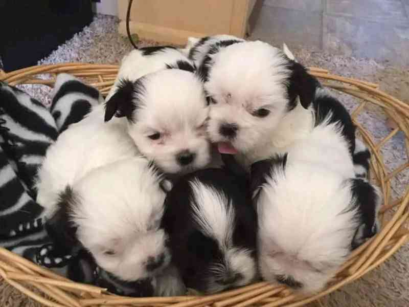 vypadající štěňata shihtzu - foto 3