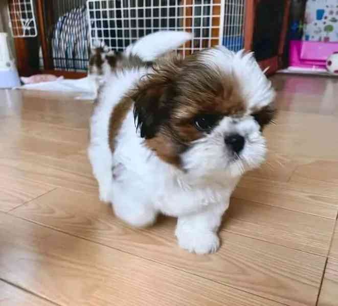 vypadající štěňata shihtzu - foto 2