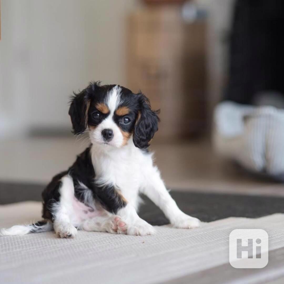 Sladký kavalír king charles španěl štěňata - foto 1