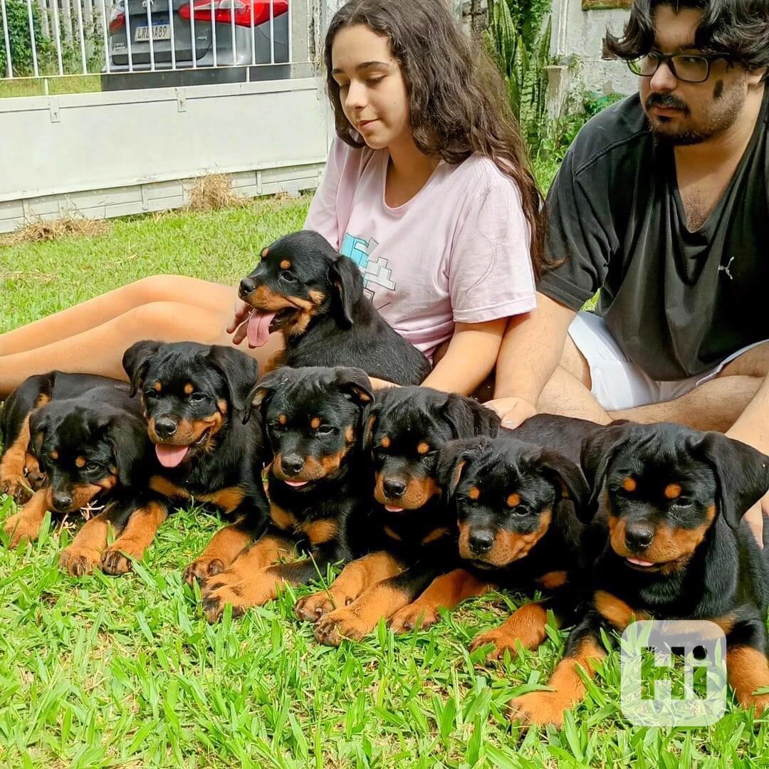 Štěňata rotvajlera - foto 1