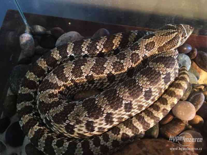 Prodám 1,0 Heterodon nosatý (Heterodon Nasicus) - foto 3