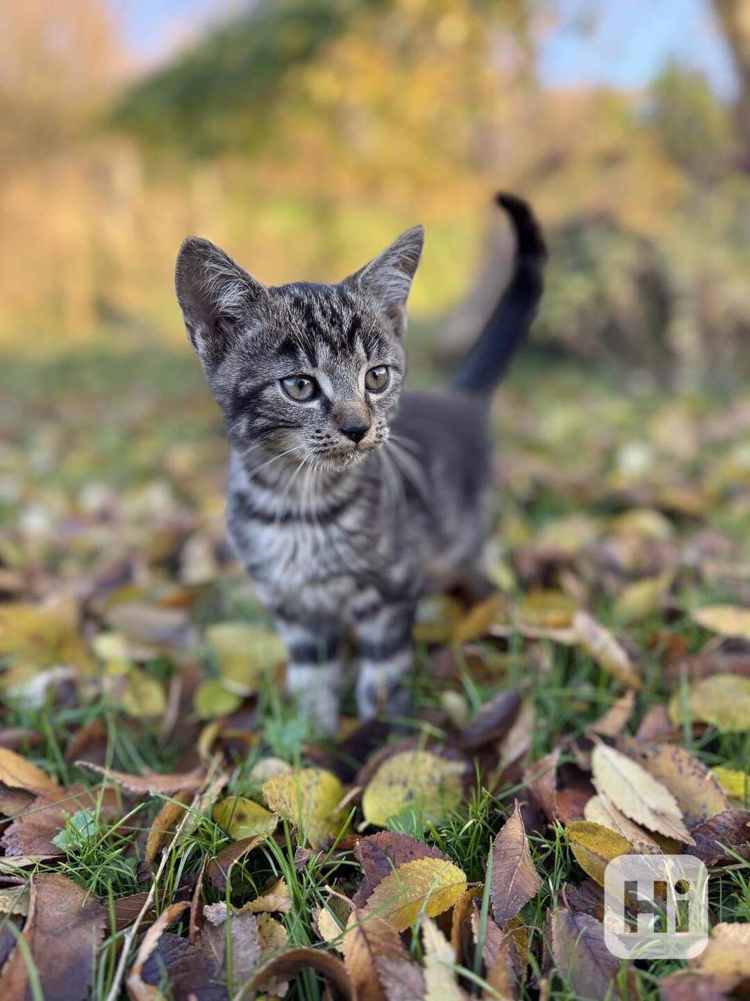 Darujeme roztomilá koťátka - foto 1