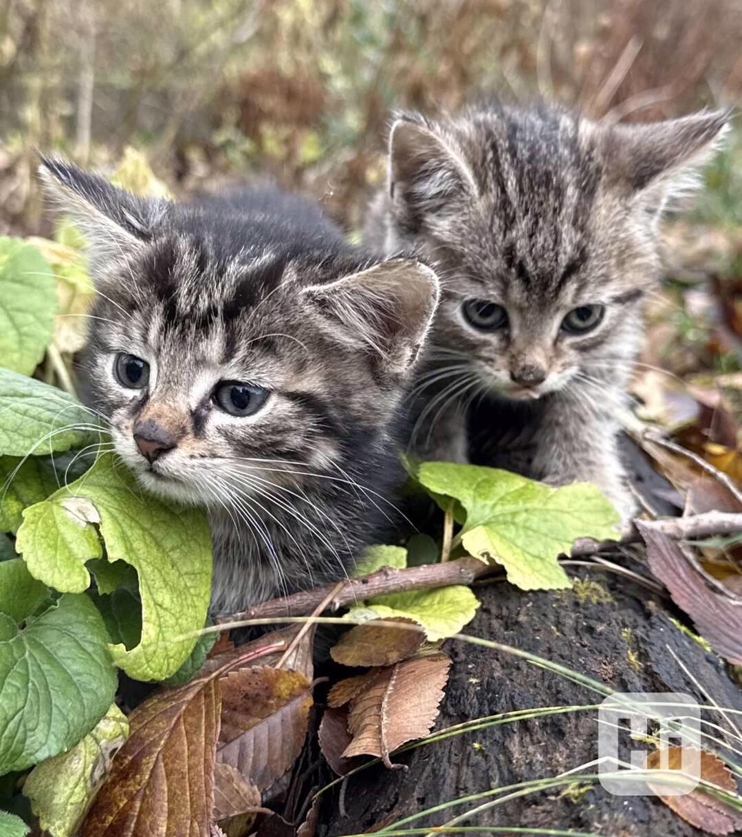 Darujeme roztomilá koťátka - foto 1