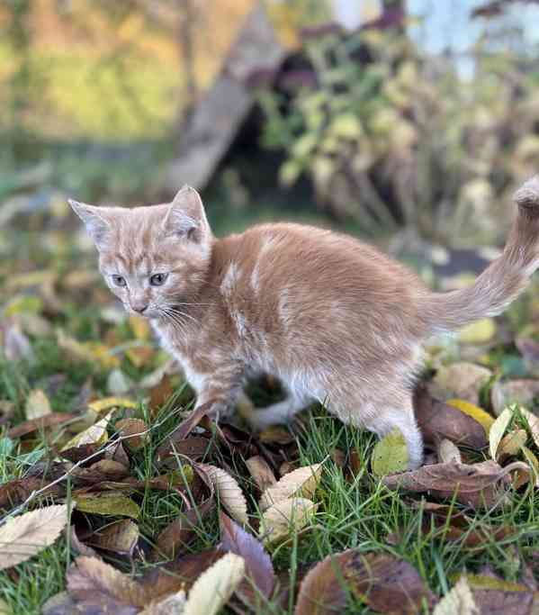 Darujeme roztomilá koťátka - foto 9