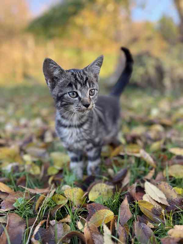 Darujeme roztomilá koťátka