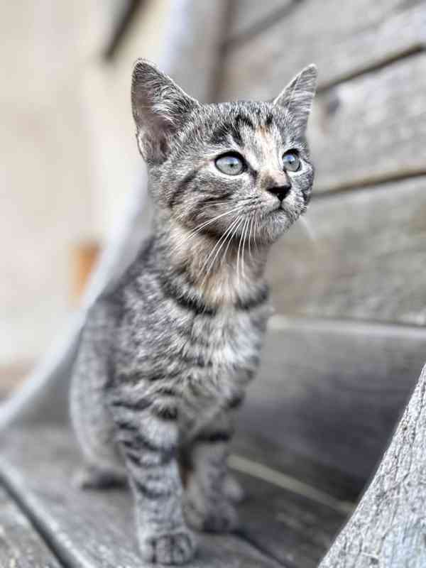 Darujeme roztomilá koťátka - foto 4